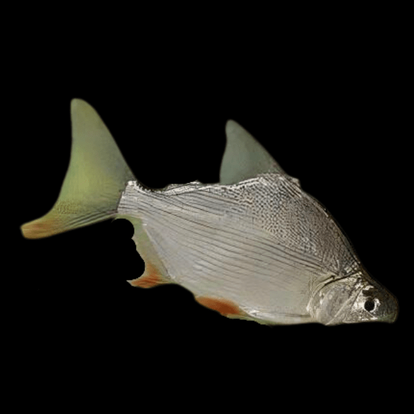 African Moon Fish Citharinus Latus 10cm - Real Aquatics