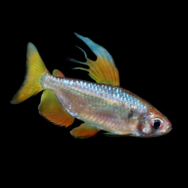 African Rainbow Tetra Alestes Nigropterus 4cm - Real Aquatics