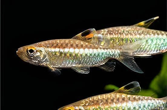 African Red Eye Tetra Arnoldichthys Spilopterus 3cm - Real Aquatics