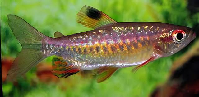 African Red Eye Tetra Arnoldichthys Spilopterus 3cm - Real Aquatics