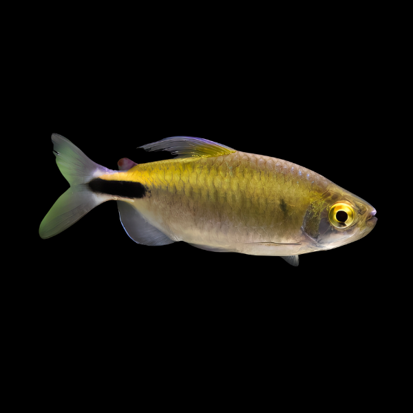 African Tetra Alestes Brycinus Longipinnis 5cm - Real Aquatics