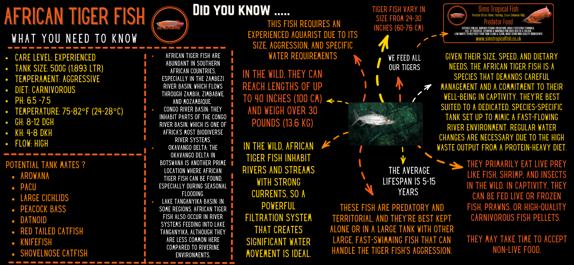 African Brevis Tiger Fish Hydrocynus Brevis