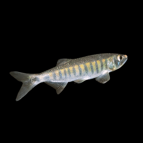 African Trout Minnow Raimas Senegalensis 10cm - Real Aquatics
