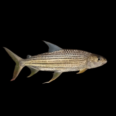 African Tiger Fish