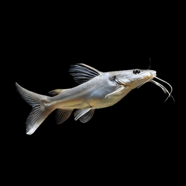 African Wide Head Catfish Clarotes Laticeps 20cm - Real Aquatics