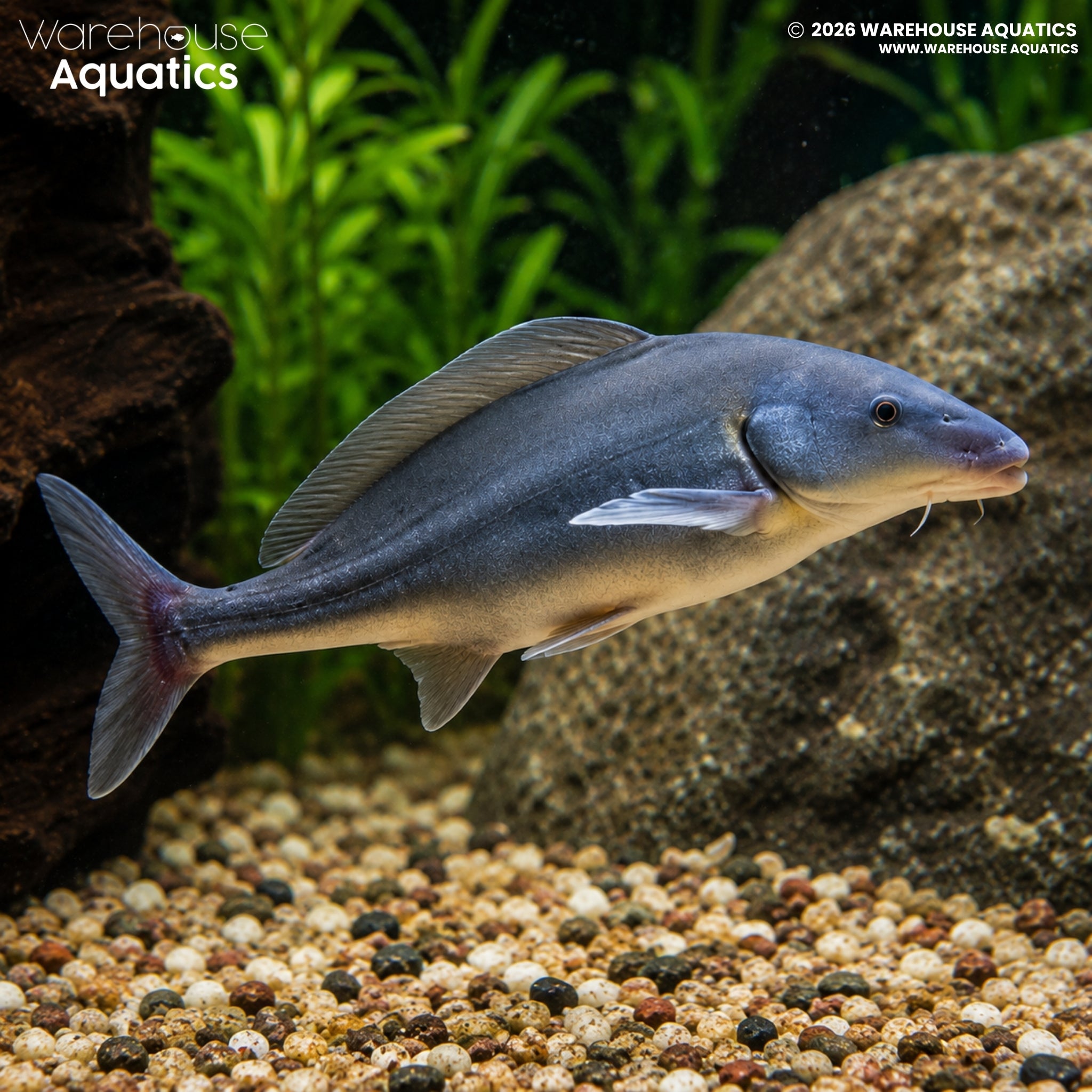 African Freshwater Dolphin (Mormyrus longirostris)