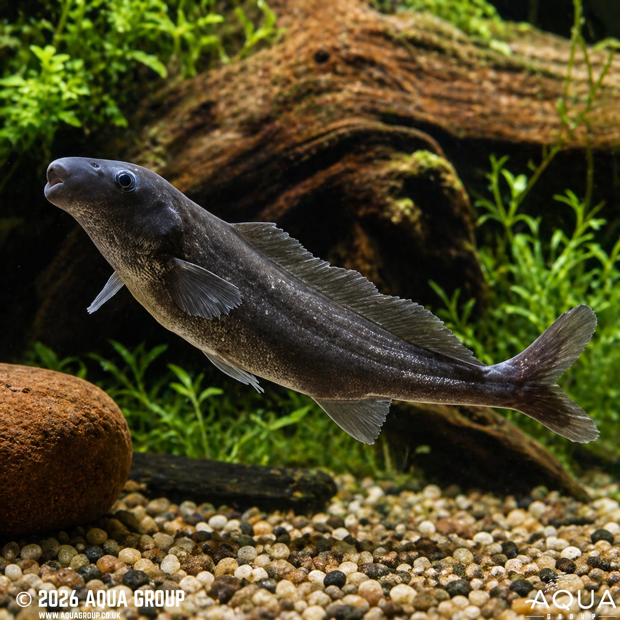 African Freshwater Dolphin (Mormyrus longirostris)