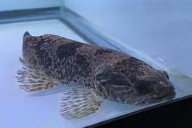 Aimara Wolf Fish Hoplias Aimara 15cm - Real Aquatics