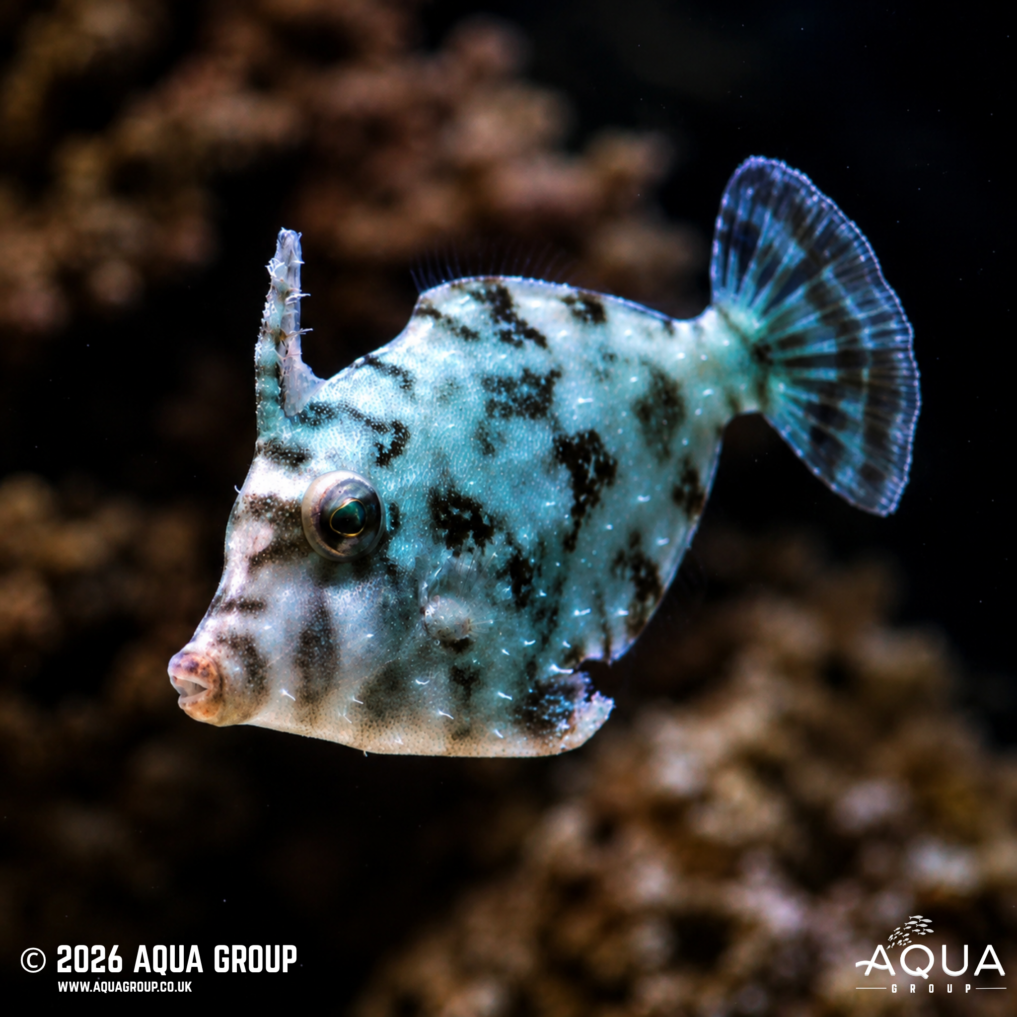 Aiptasia Eating Filefish (Acreichthys tomentosus)