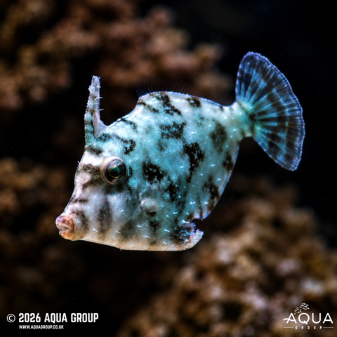 Marine Filefish