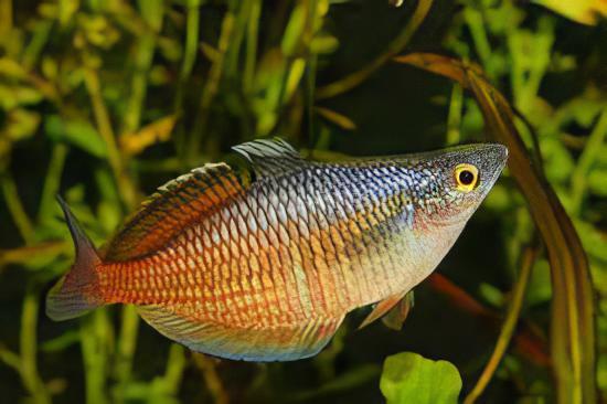 Ajamura Lakes Rainbow Fish Melanotaenia Ajamaruensis 5cm - Real Aquatics