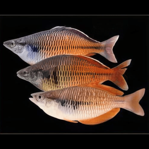 Ajamura Lakes Rainbow Fish Melanotaenia Ajamaruensis 5cm - Real Aquatics