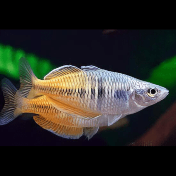 Ajamura Lakes Rainbow Fish Melanotaenia Ajamaruensis 5cm - Real Aquatics