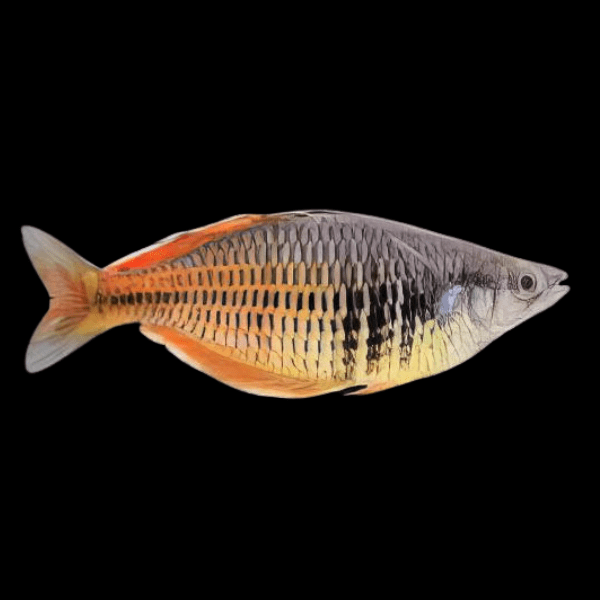Ajamura Lakes Rainbow Fish Melanotaenia Ajamaruensis 5cm - Real Aquatics