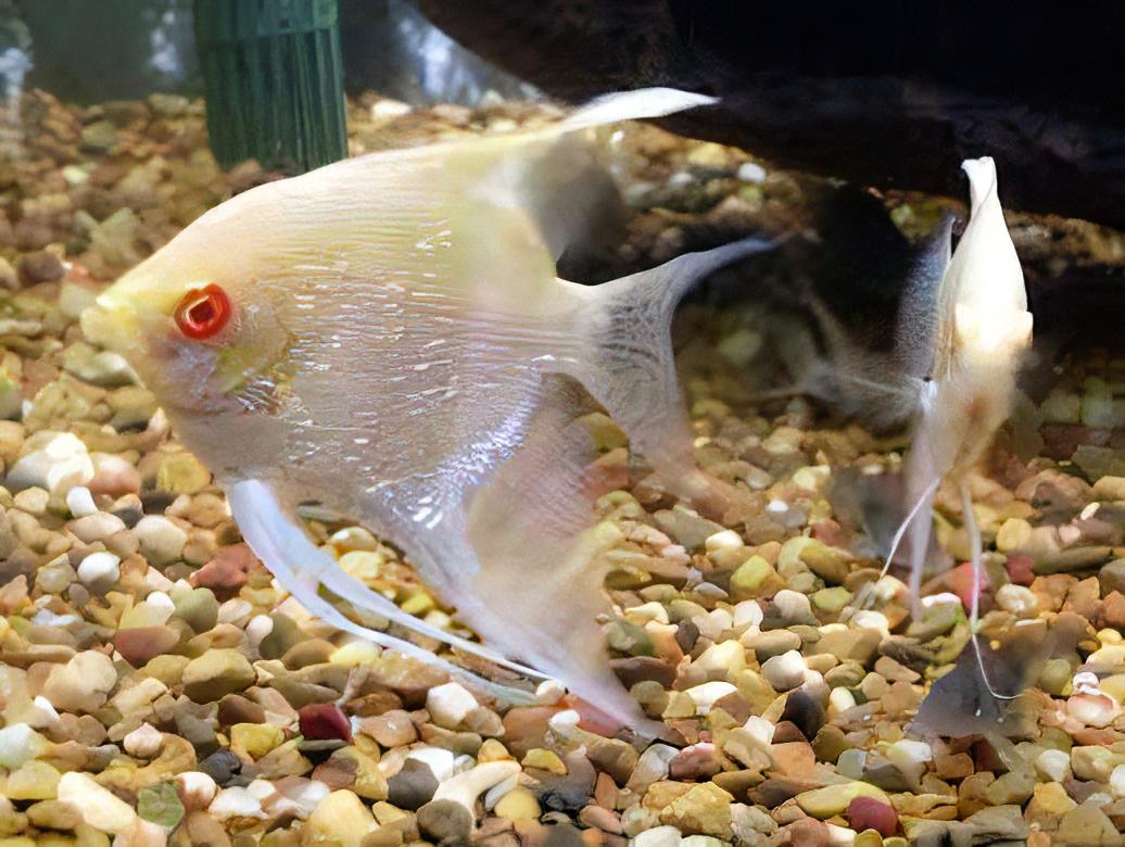 Albino Red Eye Angelfish Pterophyllum Scalare 6cm - Real Aquatics