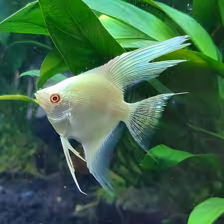 Albino Red Eye Angelfish Pterophyllum Scalare 6cm - Real Aquatics