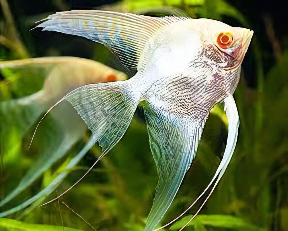 Albino Red Eye Angelfish Pterophyllum Scalare 6cm - Real Aquatics