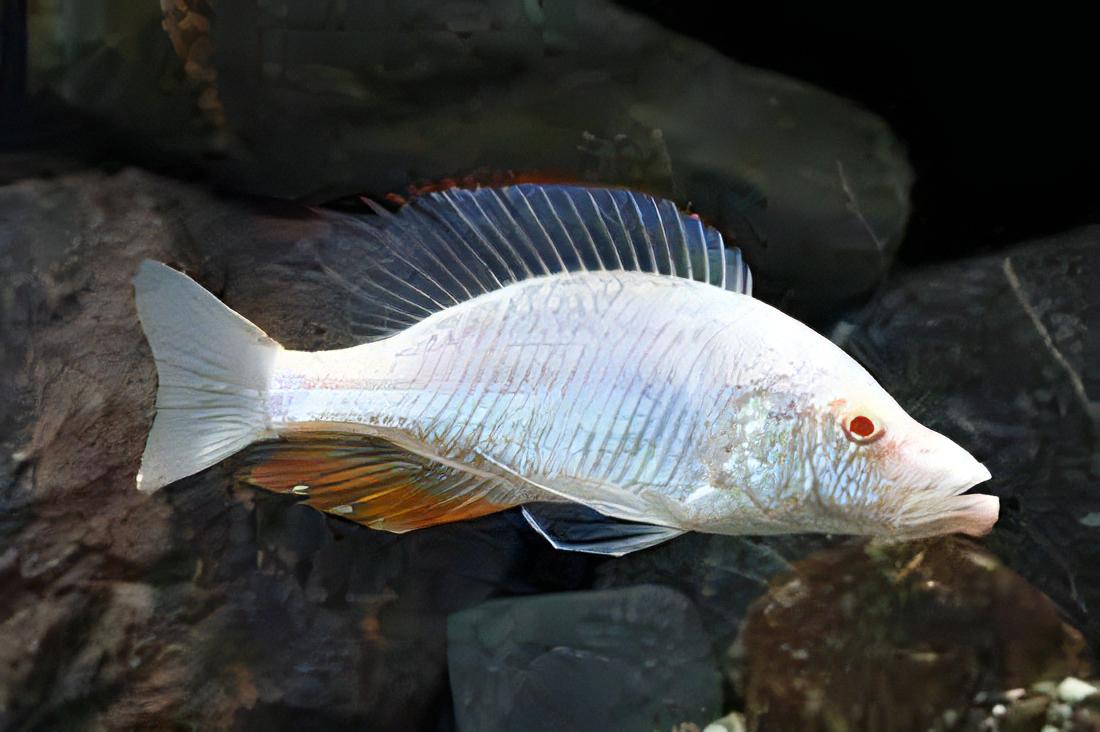 Haplochromis Albino Compressiceps Malawi African Cichlid