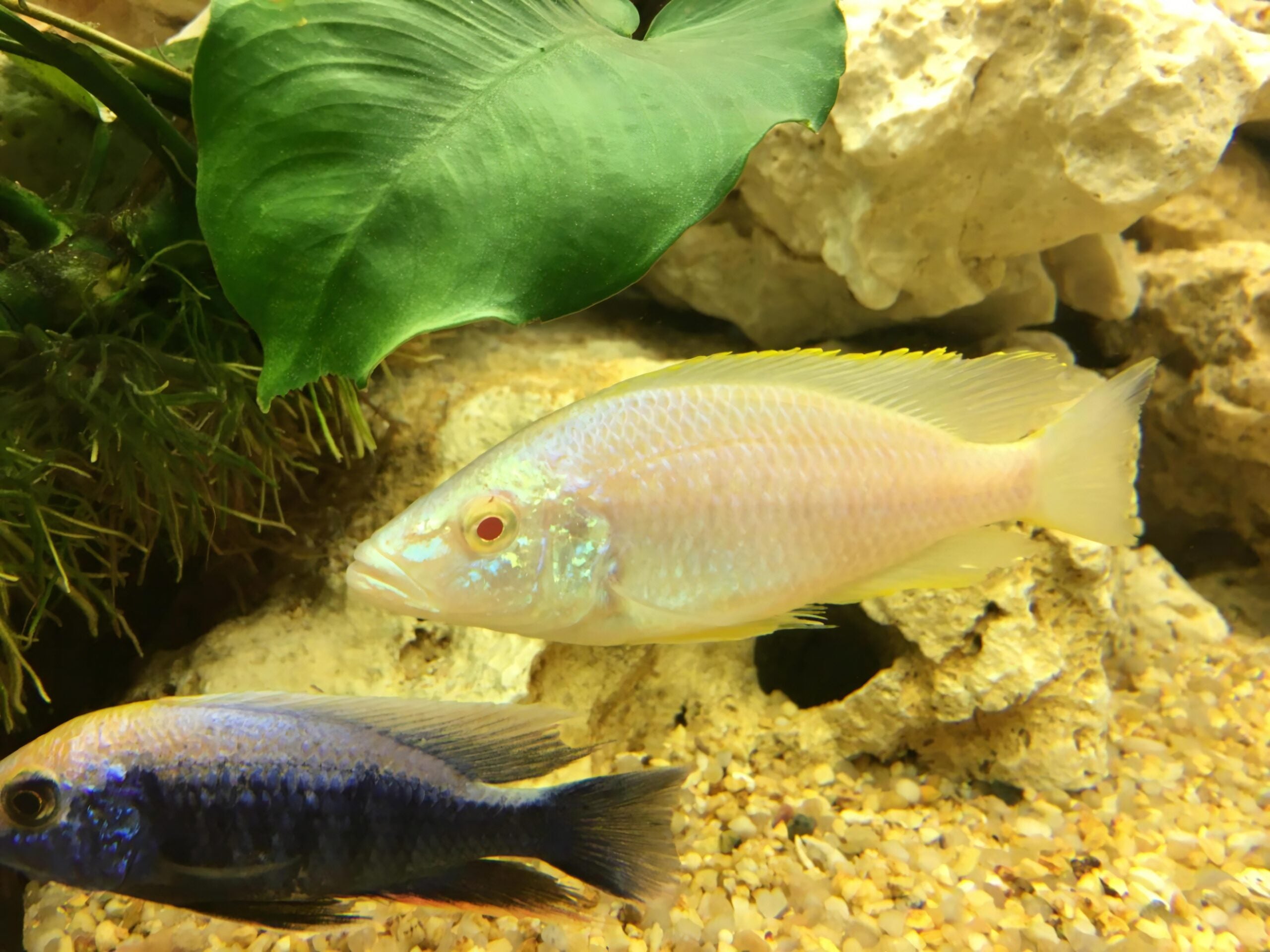 Haplochromis Albino Compressiceps Malawi African Cichlid