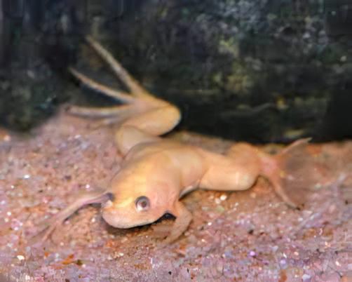 Albino African Dwarf Clawed Frog Xenopus Laevis 3cm - Real Aquatics