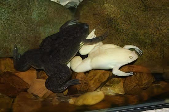Albino African Dwarf Clawed Frog Xenopus Laevis 3cm - Real Aquatics