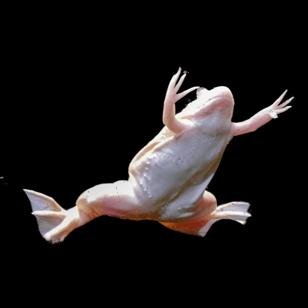 Albino African Dwarf Clawed Frog Xenopus Laevis 3cm - Real Aquatics