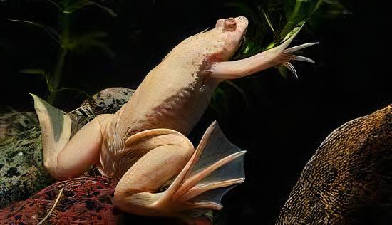 Albino African Dwarf Clawed Frog Xenopus Laevis 3cm - Real Aquatics