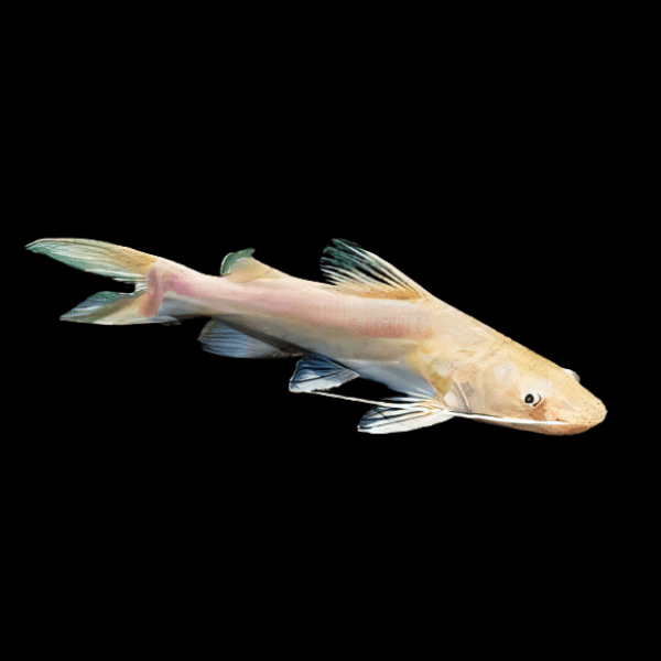 Albino Asian Red Tailed Catfish Hemibagrus Wyckioides 5cm - Real Aquatics