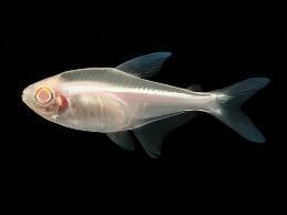 Albino Black Neon Tetra Hyphessobrycon Herbertaxelrodi 2cm - Real Aquatics