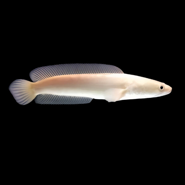 Albino Chevron Snakehead Channa Striatus 5cm - Real Aquatics