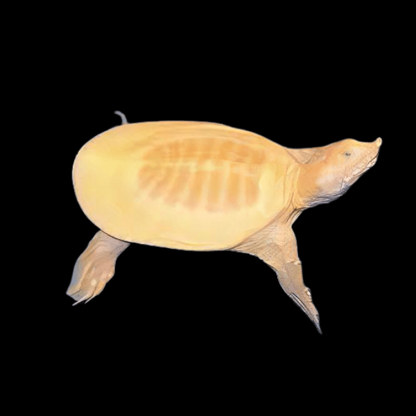 Albino Chinese Soft Shell Turtle Pelodiscus Sinensis Juvenile 5cm - Real Aquatics