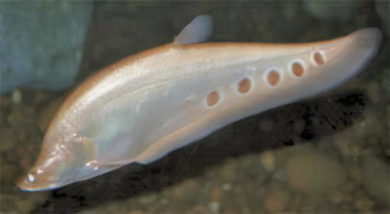 Albino Clown Knife Fish Notopterus Chitala 15cm - Real Aquatics