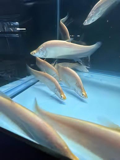 Albino Clown Knife Fish Notopterus Chitala 15cm - Real Aquatics