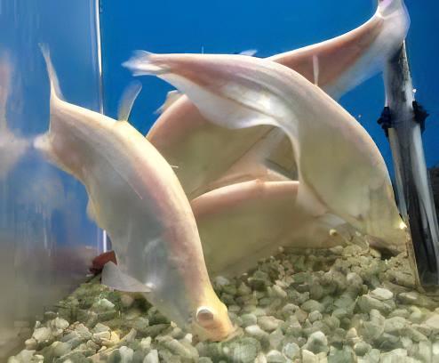 Albino Clown Knife Fish Notopterus Chitala 15cm - Real Aquatics