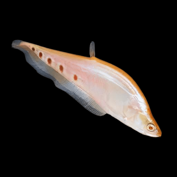 Albino Clown Knife Fish Notopterus Chitala 15cm - Real Aquatics