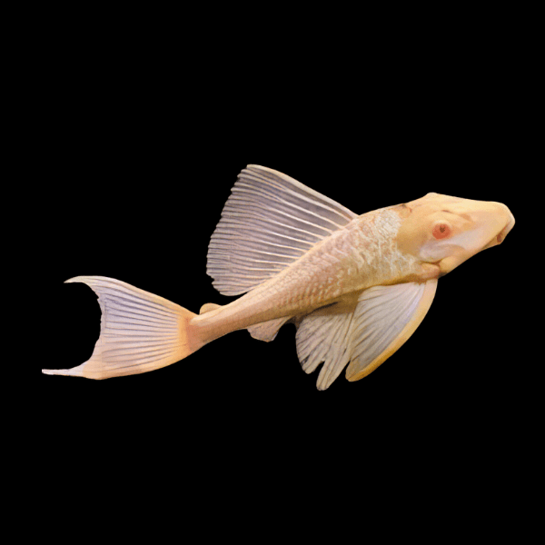 Albino Common Pleco Hypostomus Plectostomus 5cm - Real Aquatics
