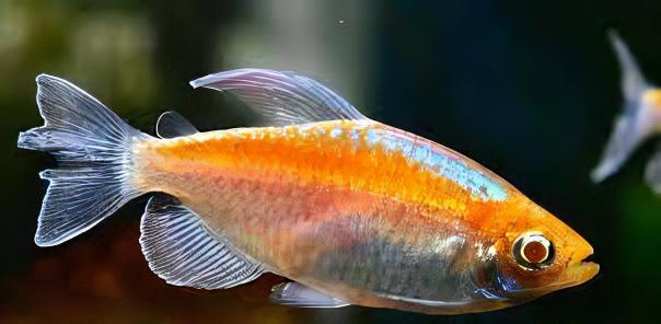 Albino Congo Tetra Phenacogrammus Interruptus 4cm - Real Aquatics