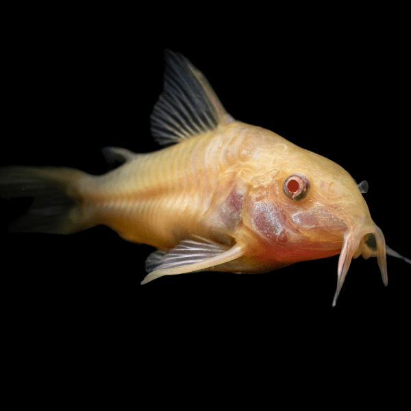 Albino Corydoras Aeneus 3cm Catfish - Real Aquatics