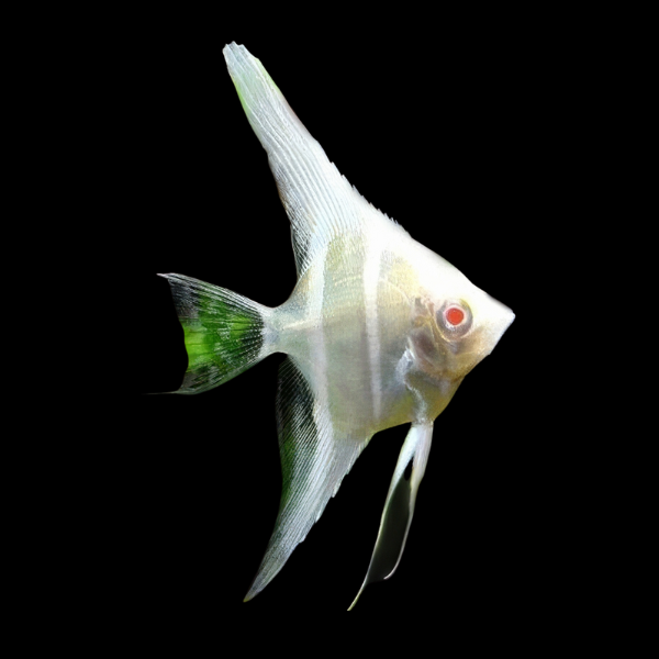 Albino Dantum Angelfish Pterophyllum Scalare - 5cm - Real Aquatics