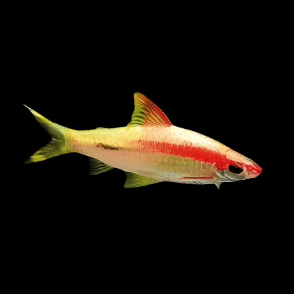 Albino Golden Red Line Torpedo Denison Barb Puntius Denisonii 5cm - Real Aquatics