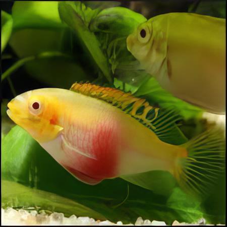 Albino Kribensis Cichlid Pelvicachromis Pulcher 4cm