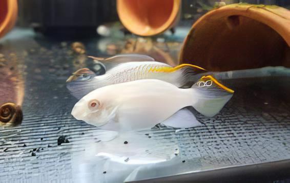 Albino Kribensis Cichlid Pelvicachromis Pulcher 4cm