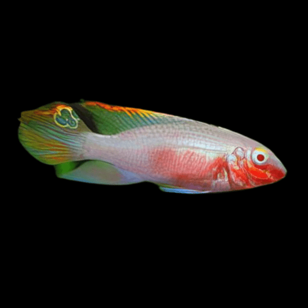 Albino Kribensis Cichlid Pelvicachromis Pulcher 4cm