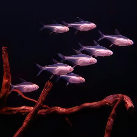 Albino Lemon Tetra Hyphessobrycon Pulchripinnis 2cm - Real Aquatics