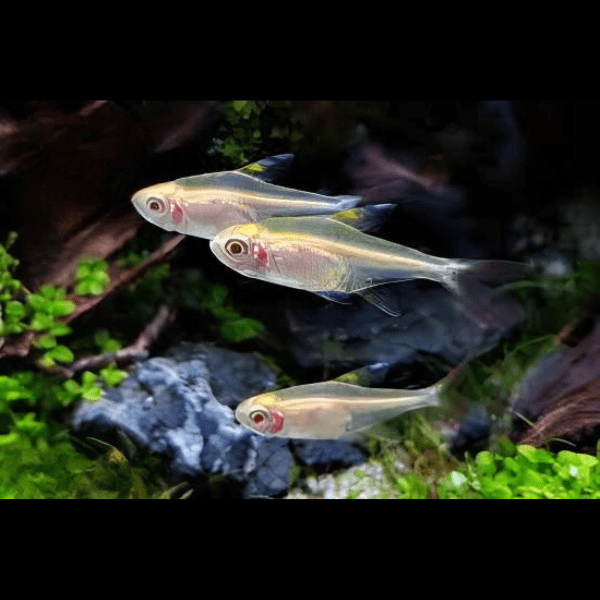 Albino Lemon Tetra Hyphessobrycon Pulchripinnis 2cm - Real Aquatics