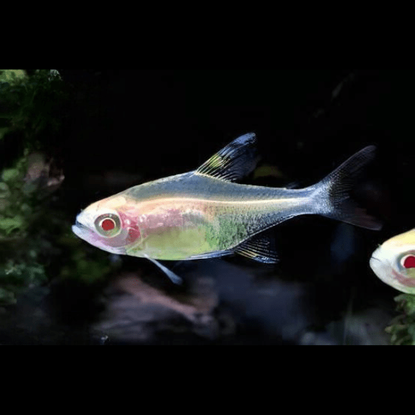 Albino Lemon Tetra Hyphessobrycon Pulchripinnis 2cm - Real Aquatics