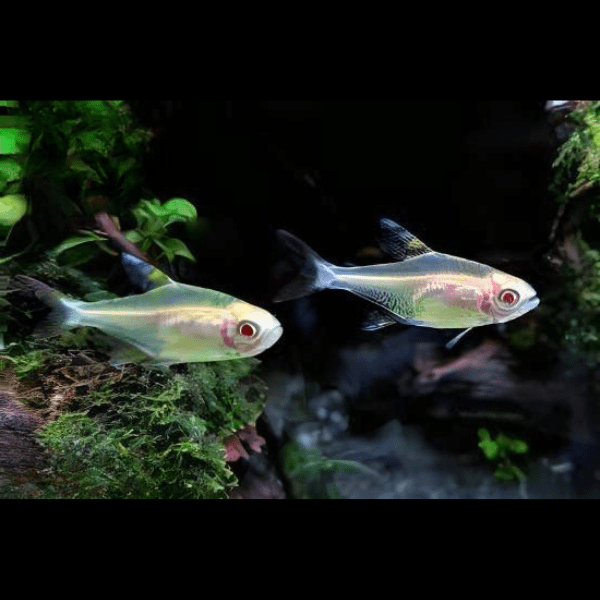 Albino Lemon Tetra Hyphessobrycon Pulchripinnis 2cm - Real Aquatics