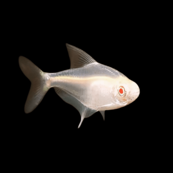 Albino Lemon Tetra Hyphessobrycon Pulchripinnis 2cm - Real Aquatics