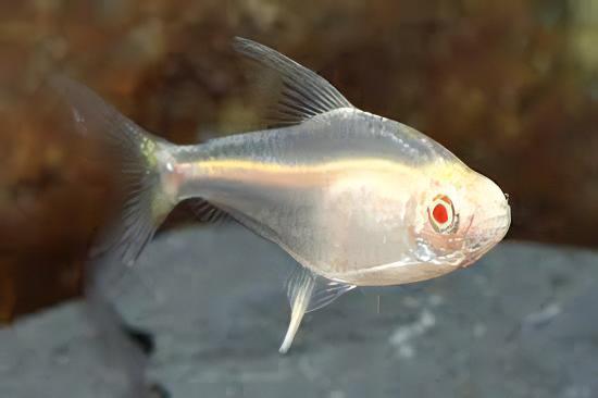 Albino Lemon Tetra Hyphessobrycon Pulchripinnis 2cm - Real Aquatics