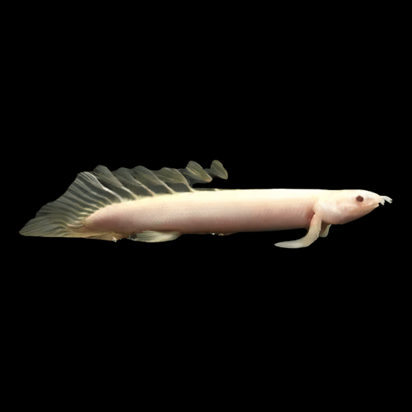 Albino Long Fin Senegal Bichir Polypterus Senegalensis Senegalus 10cm - Real Aquatics